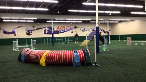 Italian Greyhound Agility Youtube