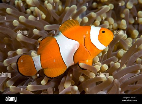 Un poisson clown Amphiprion percula clown vivant dans une anémone de