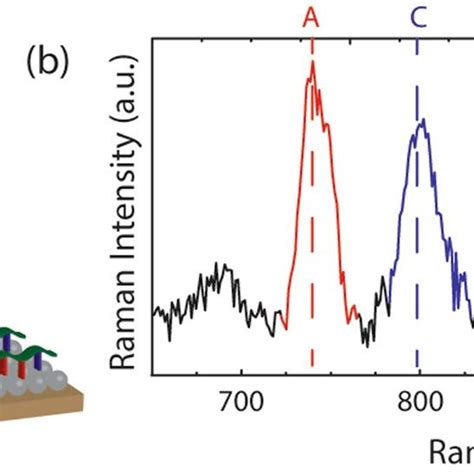 Normalization Procedure For Dna Composition Detection Using Raman