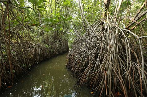 Seacology Sri Lanka Project Marks Second Anniversary Seacology