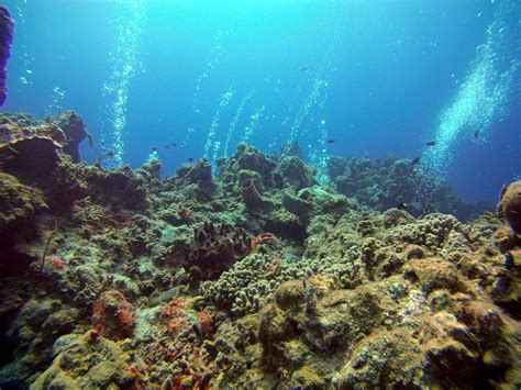 Bubbles shimmer in sunlight over the reef - Cozumel : scuba