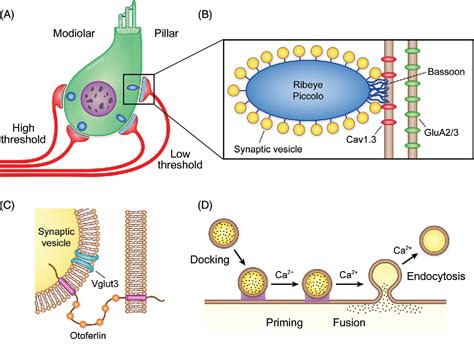 Figure 15 From Hair Cell Transduction Tuning And Synaptic Transmission In The Mammalian