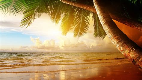 3840x2160 Resolution Green Palm Tree Landscape Beach Hd Wallpaper