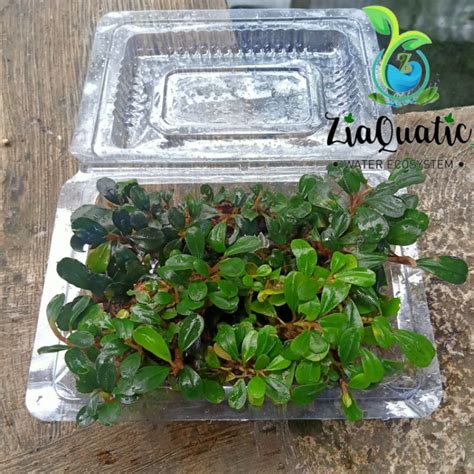 Jual Tanaman Aquascape Bucephalandra Medium Porsi Mika Murah Shopee