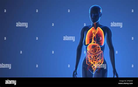 Anatomia Degli Organi Interni Femminili Nel Corpo Umano Concetto