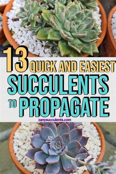 13 Quick And Easiest Succulents To Propagate