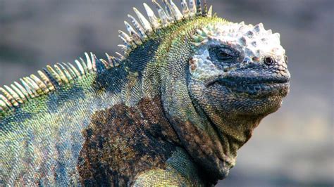 Are Iguanas Dangerous? Understanding the Risks | Iguana Busters