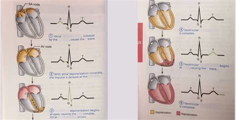 Depolarization Of The Heart