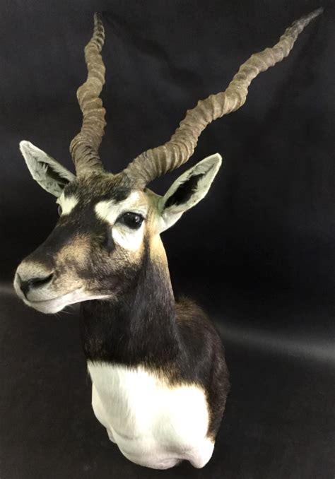 Lot Blackbuck Antelope Shoulder Mount Taxidermy