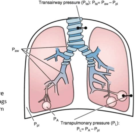 Physiology Mechanics Of Ventilation Flashcards Quizlet