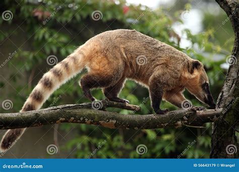 South American Coati Nasua Nasua Royalty-Free Stock Photography | CartoonDealer.com #78309791