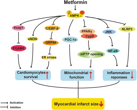 Protective Effects Of Metformin In Various Cardiovascular Diseases