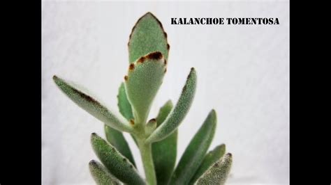 Kalanchoe Tomentosa Youtube