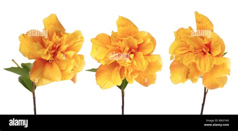 Beautiful Yellow Hibiscus Flowers Isolated On White Background Stock