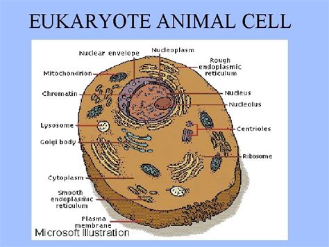 Cell Theory Chapter 3 Biology Mr Gilbertson Hookes