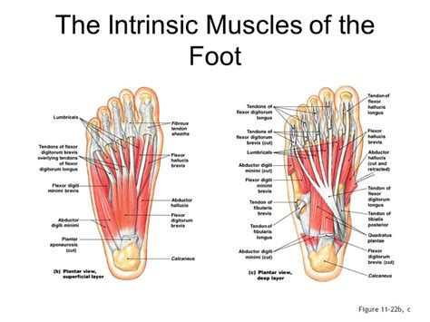 Foot Core System | Pure Physio