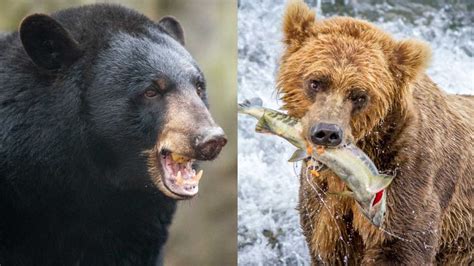 Whats The Difference Between A Brown Bear And A Black Bear