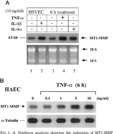 Figure 1 From Inflammatory Cytokines And Oxidized Low Density