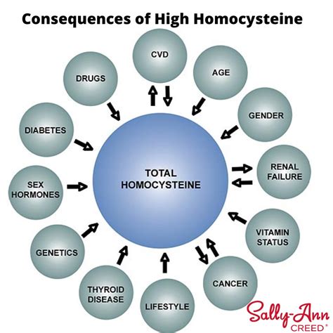 The Consequences Of High Homocysteine Levels Sally Ann Creed