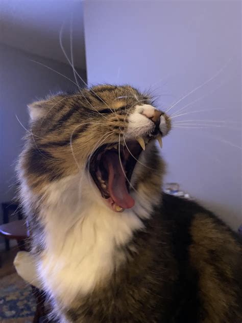 Big cat, big yawns! : r/cats
