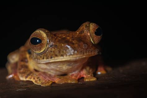 Frogs In The Forests Of Malaysia Forests Of Malaysia Stock Photo