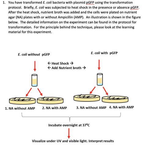 Solved 1. You have transformed E. coli bacteria with plasmid | Chegg.com