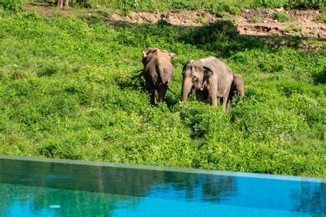 Samui Elephant Haven Wild Cottages Elephant Sanctuary Bophut