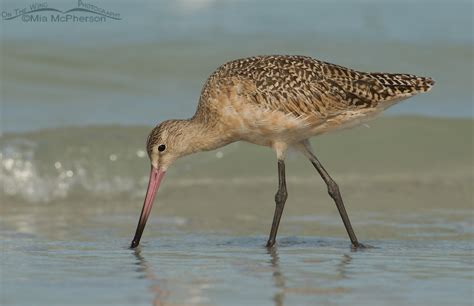 Marbled Godwit Foraging On The Wing Photography