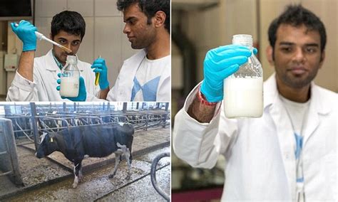 Scientists Developing Man Made Cows Milk Daily Mail Online