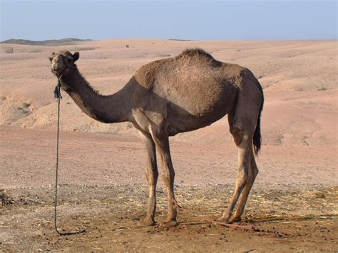 Dromedary Animal Desert Free Photo On Pixabay