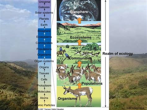 01 Levels Of Ecological Organisation PPT