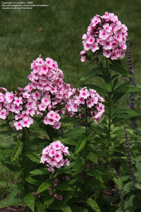 Plantfiles Pictures Phlox Garden Phlox Bright Eyes Phlox