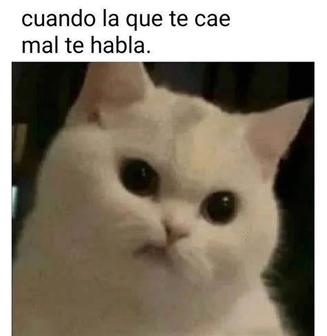 Cuando La Que Te Cae Mal Te Habla Memes