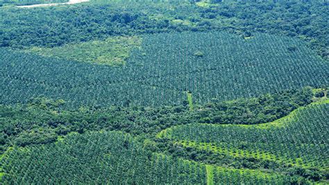 Plantaciones forestales reactivarían la economía en la pospandemia Semana