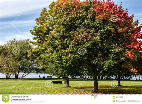 Autumn Fall Landscape Tree With Colorful Leaves Stock Photo Image