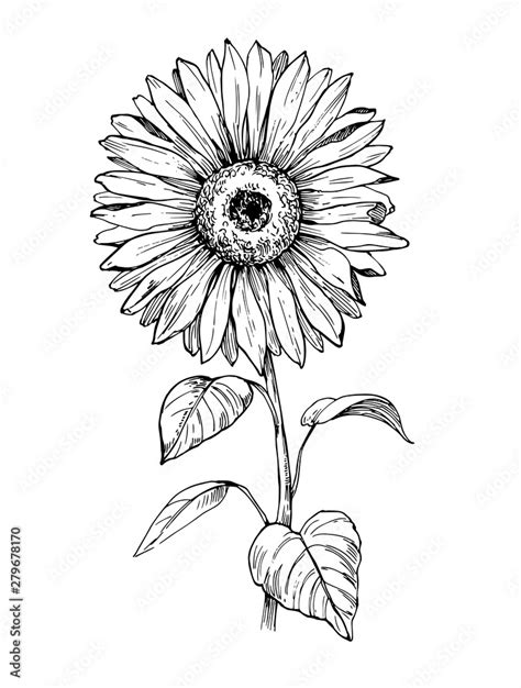 Sketch Of Sunflower Hand Drawn Outline Converted To Vector Vector De