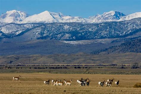 The Path Of The Pronghorn In Wyoming The Conservation Fund Wyoming Grand Teton National