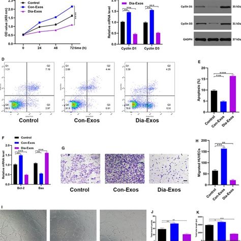 Diaexos Inhibit Huvecs Angiogenesis And Survival In Vitro A Effect