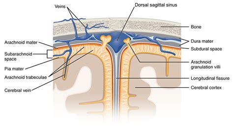 Term: Subarachnoid space - NeuroPetVet