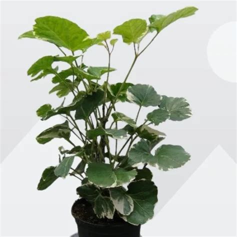 Aralia Balfouriana Care Polyscias Balfouriana Care Guide