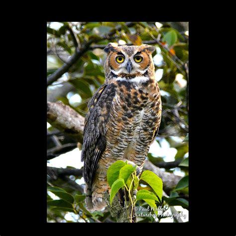 Great Horned Owl | Imagine Our Florida, Inc