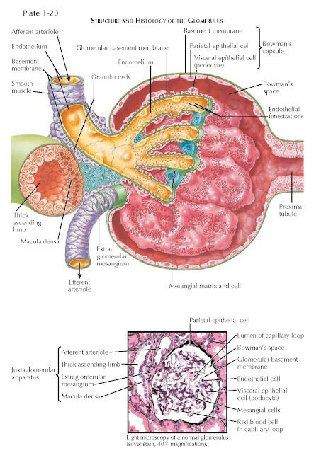 Glomerulus Pediagenosis