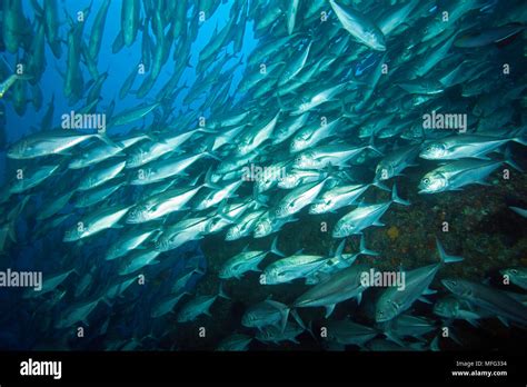 Shooling Bigeye Jack Caranx Sexfasciatus Cocos Island National Park