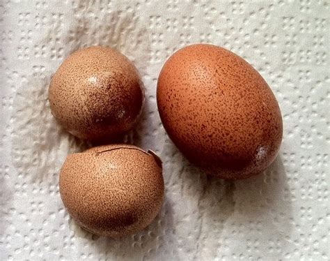 Speckled Eggs Did These Come From The Same Hen Backyard Chickens Learn How To Raise Chickens