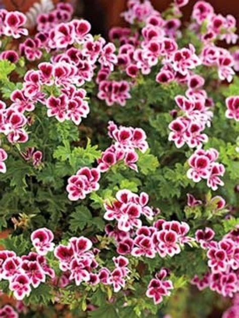 Geranium Scented Citriodorum Bloomfield Garden Center