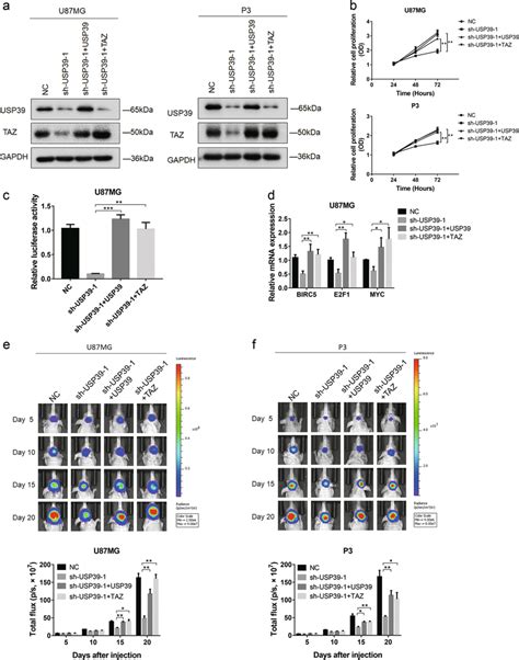 Ectopic Expression Of USP39 And TAZ Restores Malignant Properties Of