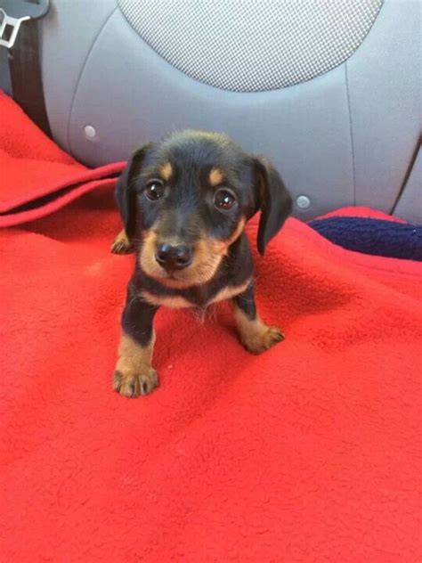 I love my dog Stan:) mini doxin puppy:) | Puppies, Dogs, I love dogs