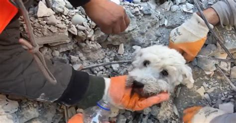 Rescuers Pull Small Dog From Rubble After Turkey Earthquake - The ...