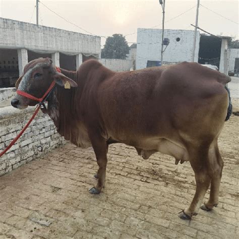 Pure Sahiwal Bull Trader Sahiwal Breed Bull Supplier From Karnal