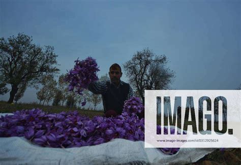 Saffron Bloom Brings Hope For Good Harvest In Kashmir A Man Segregates